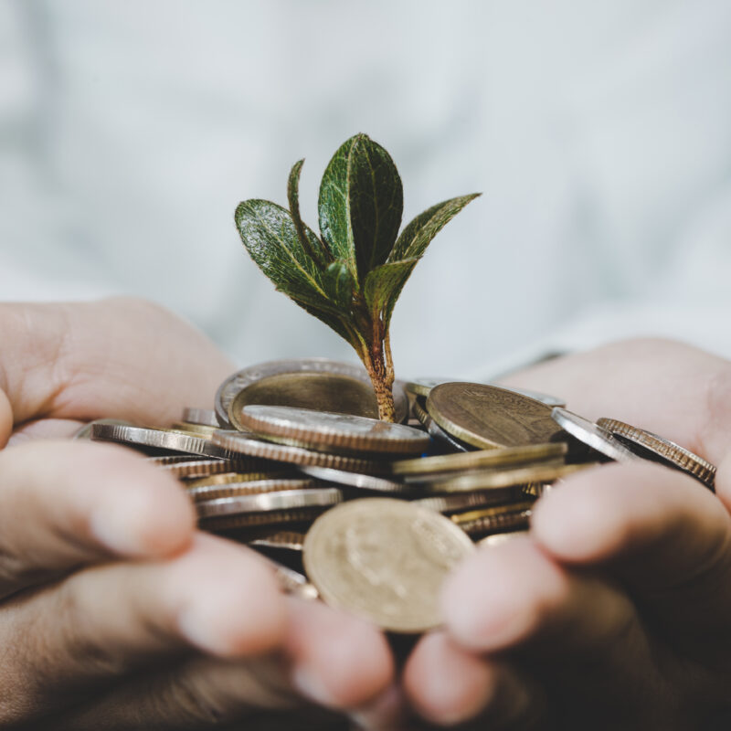 Kleine Pflanze wächst aus Münzen in Händen.